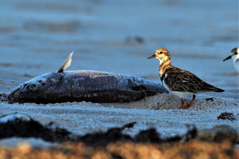 Red tide returns to San Francisco Bay, one year after large fish die-off