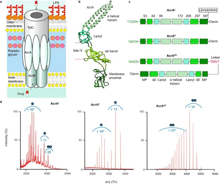 Researchers discover method to overcome antimicrobial resistance