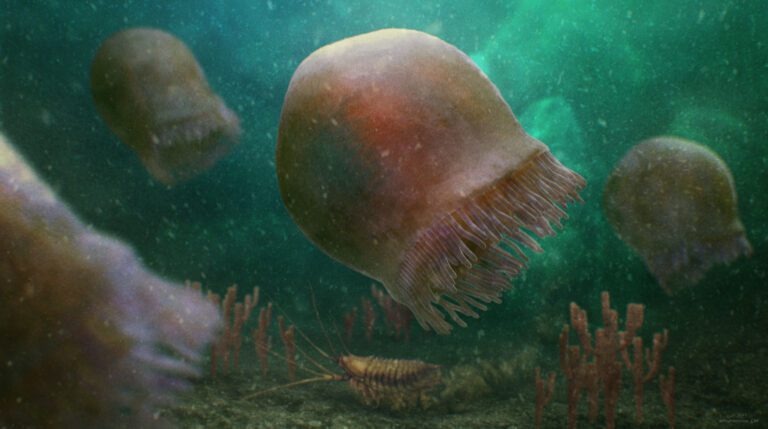 Researchers identify oldest known species of swimming jellyfish