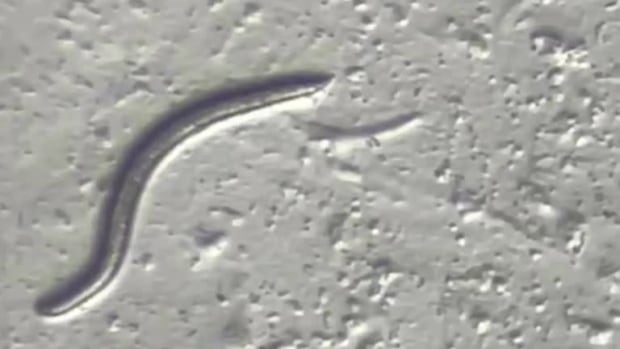 Scientists found 46,000-year-old roundworms alive beneath the Arctic ice