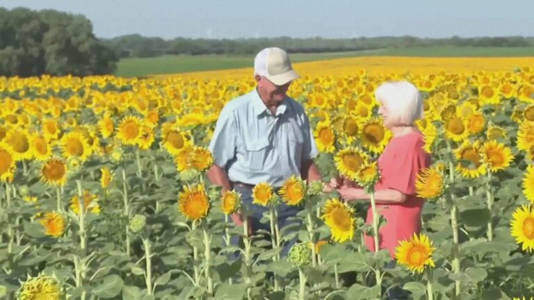 Saying ‘I love you’ with 1.2 million sunflowers