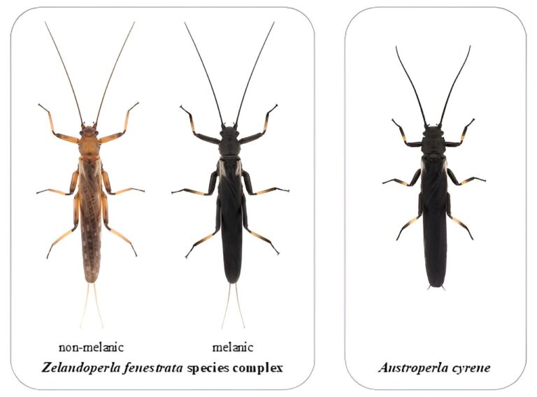 Survival strategy of insect uncovered