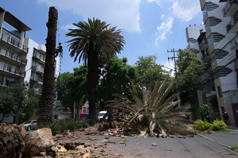 Climate change, pests threaten Mexico City’s iconic palms