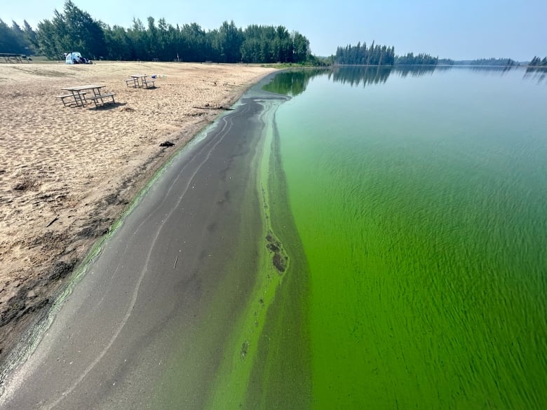 Green streaks in the water at a shoreline of a sandy beach. 