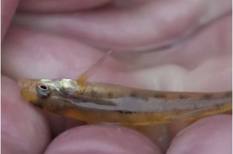 In Mississippi, a tiny fish is reintroduced to the river where it disappeared 50 years ago