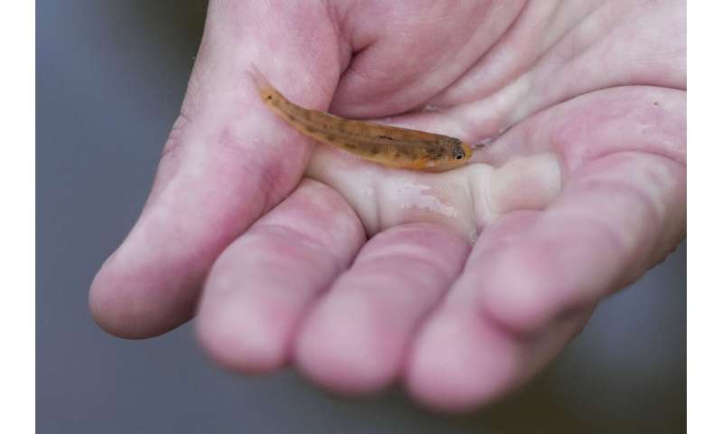 In Mississippi, a tiny fish is reintroduced to the river where it disappeared 50 years ago