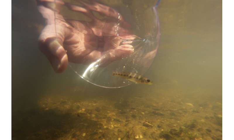 In Mississippi, a tiny fish is reintroduced to the river where it disappeared 50 years ago