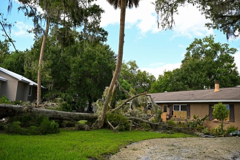 A large tree is shown fallen onto a front lawn in front of a residential home.