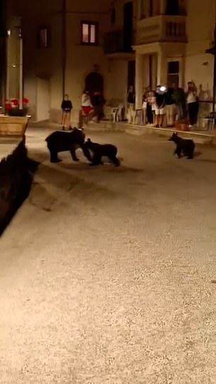 Seconds later – to the sound of cooing from bystanders – her two cubs suddenly appeared and followed her across the road