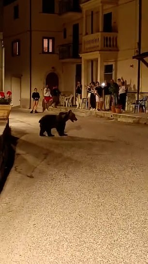 The bear can be seen strolling about on the road as holidaymakers take video of her