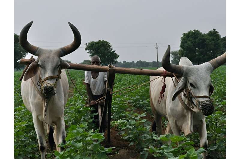 Groundwater depletion rates in India could triple in coming decades as climate warms, study warns