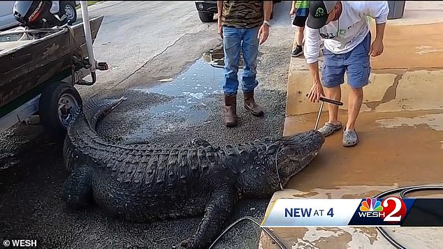 Brotz noted that he's spent a long time attempting to hunt down gators and even made it his business, but this was something new