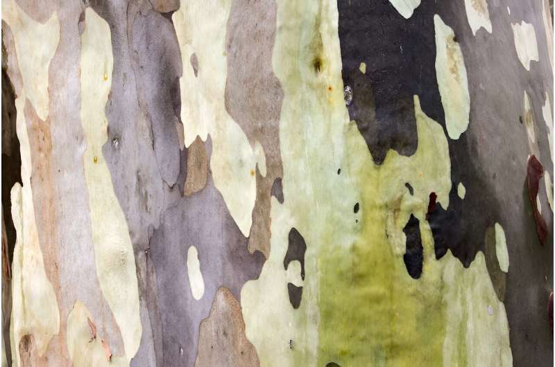 The humble spotted gum is a world class urban tree. Here's why