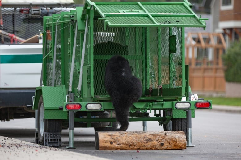 A black bear climbs into a green cage. 