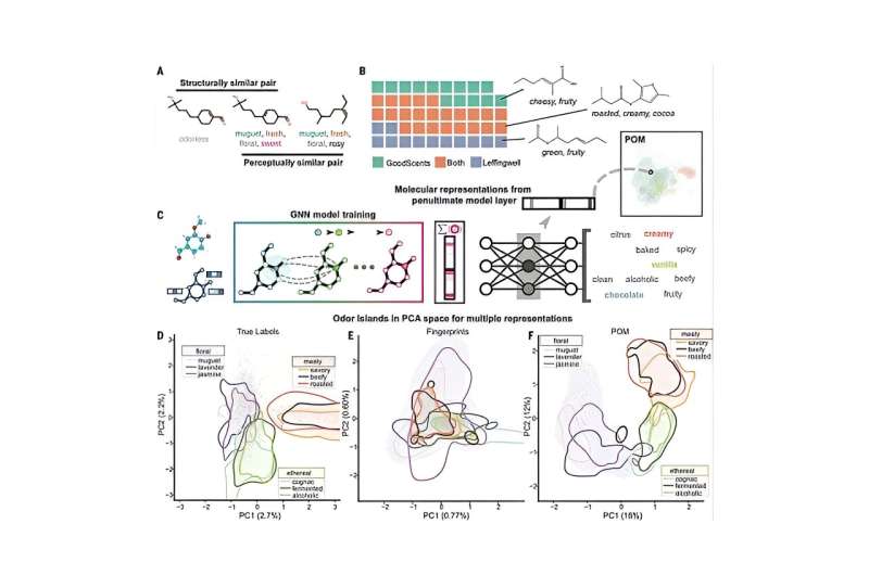  AI 'nose' predicts smells from molecular structures