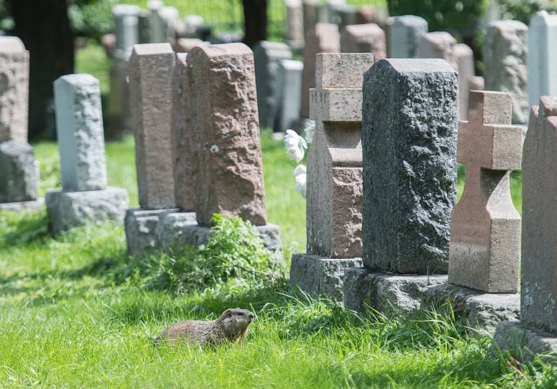 rodent among the tombstones.