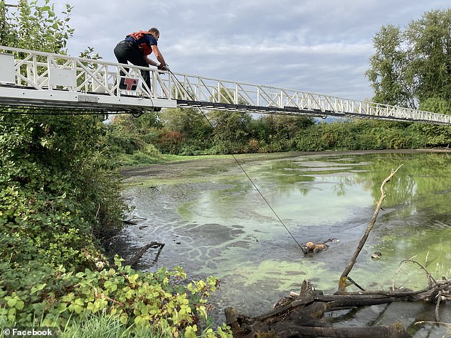 Dramatic photographs show the moment Christopher Lee Pray, 39, was discovered armpit-deep in a Portland golf course pond more than 50 miles away from the hospital where he broke free