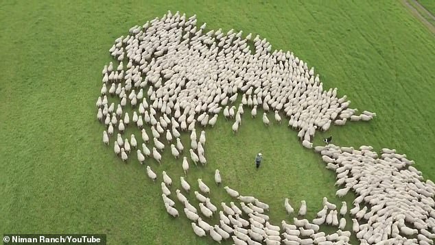 It's also the home to nearly 2,000 sheep, as well as wheat, barley, alfalfa and grape vineyards. The McCormack Ranch is now 'totally surrounded by Flannery'