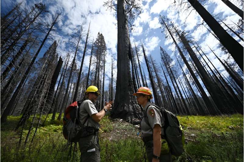 US National Park Service scientists Christy Brigham and Andrew Bishop say parts of some groves do not have enough live reproduct