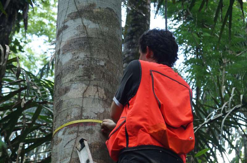 Extreme El Niño weather saw South America's forest carbon sink switch off