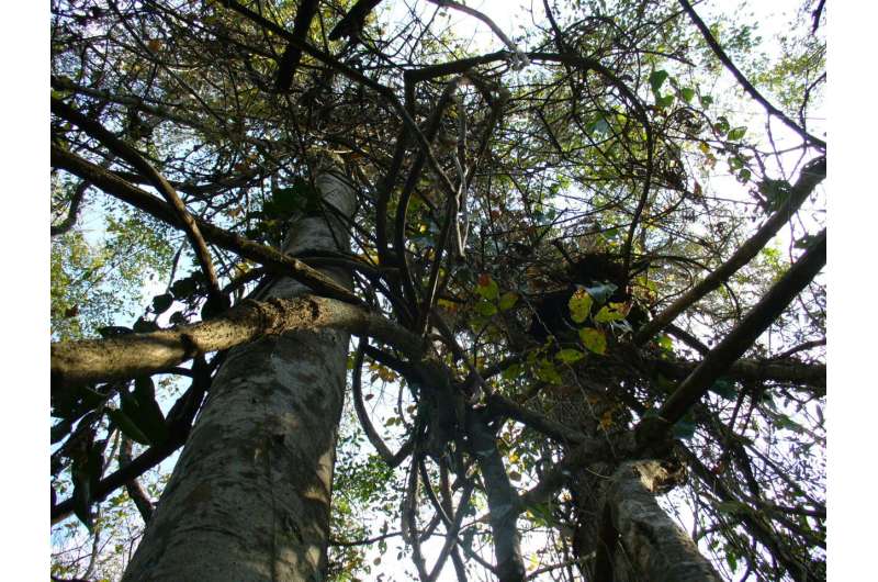 Extreme El Niño weather saw South America's forest carbon sink switch off