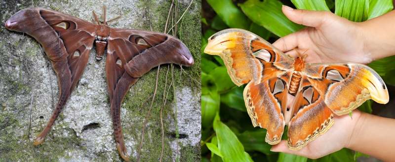 Unveiling the enigmatic world of moths: from ancient pollinators to whistling wonders