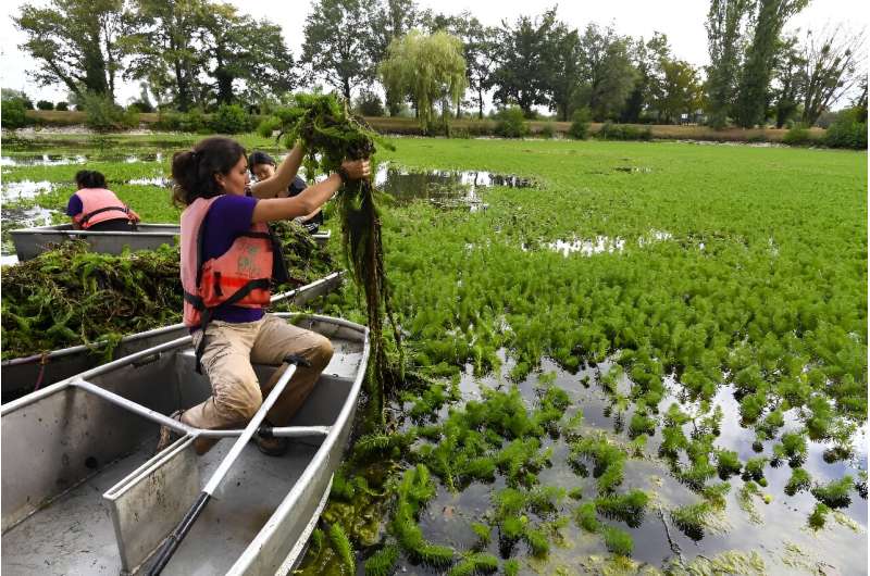 Volunteers try to uproot the invasive plant parrot feather, native to the Amazon basin, out of a pond in France