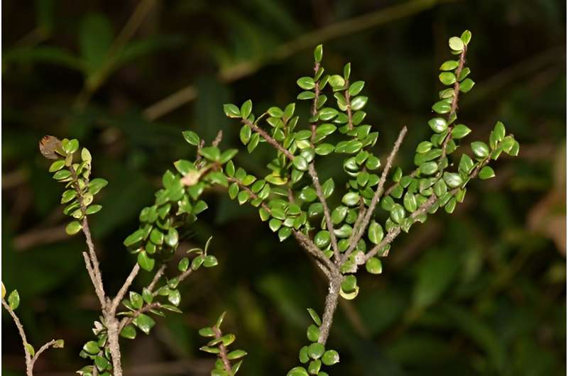 New endemic Agapetes species reported from Yunnan, China