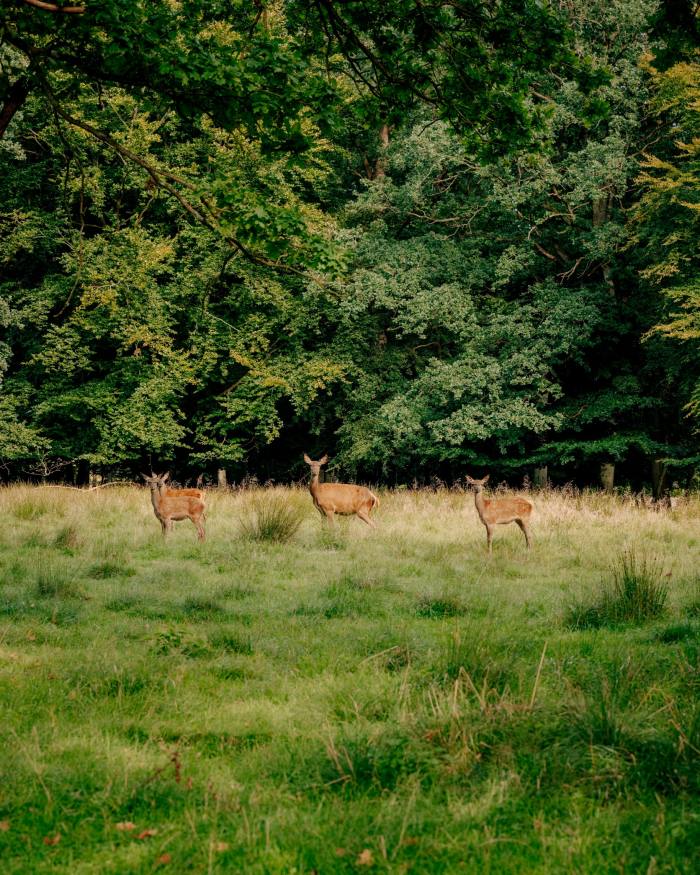 Deer in Dyrehaven park