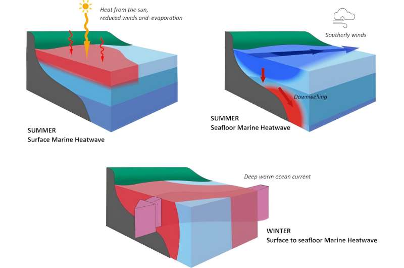 Marine heatwaves don't just hit coral reefs. They can cause chaos on the seafloor