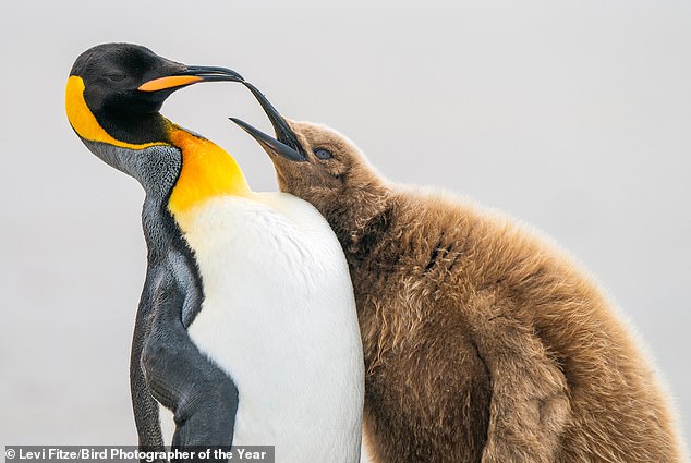 A photo of penguins taken by Levi Fitze in Saunders Island, Falkland Islands, won the Silver Award of Comedy Bird Photo