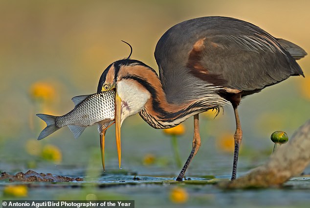 The gold award in the Comedy Bird category went to Italian photographer Antonio Aguti who captured a wide-eyed bird with a massive fish in its mouth