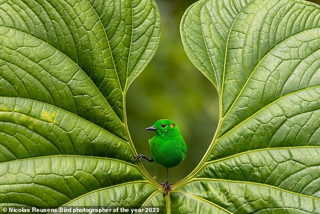 The Gold Award of Best Portrait went to Nicolas Reusens, who featured a rare glistening-green tanager in Ecuador