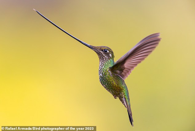 Rafael Armada's image of sword-billed hummingbird with the world's longest bill relative to its size