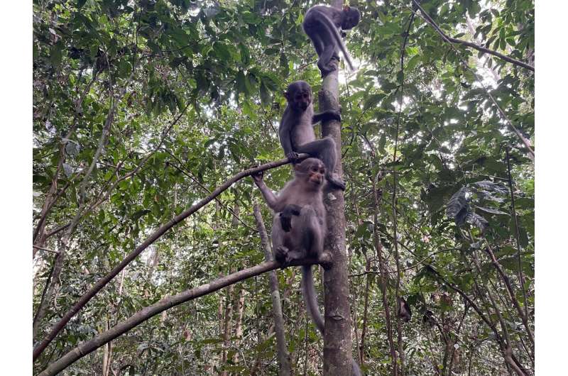 Human shoulders and elbows first evolved as brakes for climbing apes