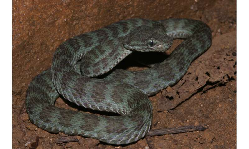 Psychedelic rock gecko among dozens of species in need of further conservation protection in Vietnam