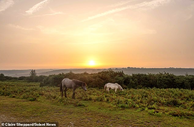 Sunrise over Godshill in the New Forest in Hampshire this morning as ponies graze