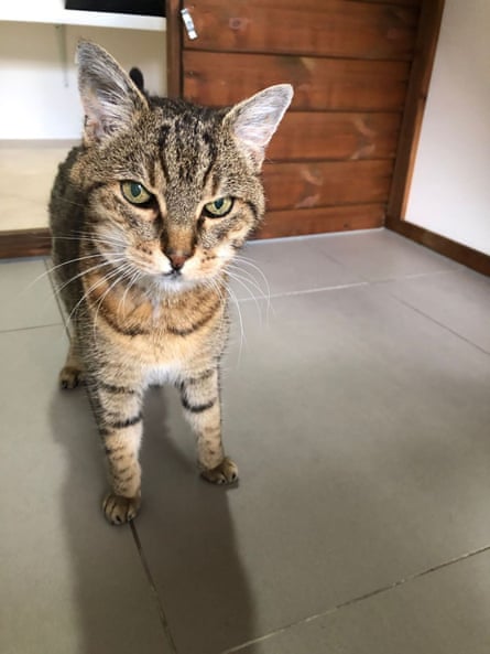 Rescue cat Bella had her teeth cleaned abroad for hundreds of pounds less than it would have cost at the local vet’s in London.