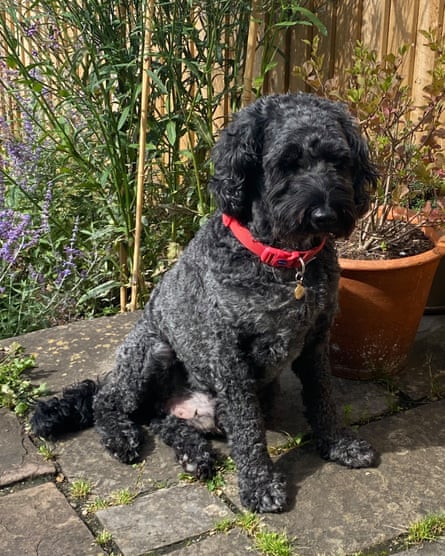 Frank, 8, is insured for more than £1,000 a year but his owner Jo Marshall still spends more on other veterinary costs.