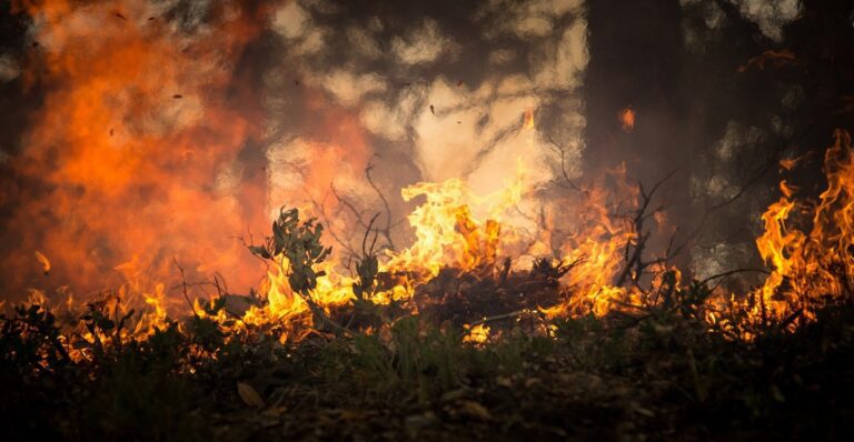 In Shawnee National Forest, a debate swirls around how to best protect trees amid climate change and wildfires