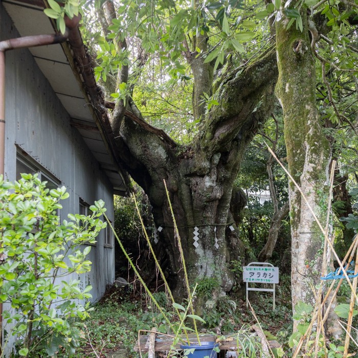 A tree next to a small house. Around it are tied pieces of paper