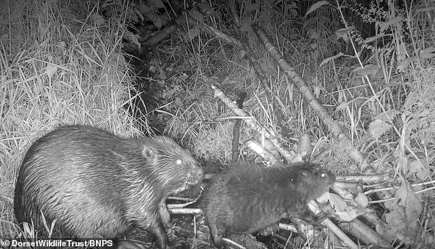 The new arrival comes after Enfield Council began a city-wide beaver reintroduction programme last year in a bid to bring the animals back to the capital after a 400-year hiatus