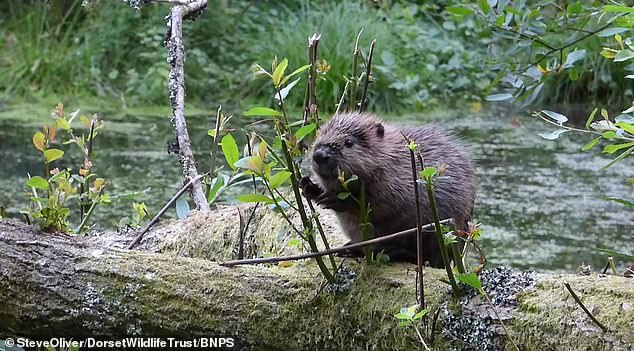 Beavers were hunted to extinction in England but have been reintroduced to the UK since 2008 in a bid to restore natural environments