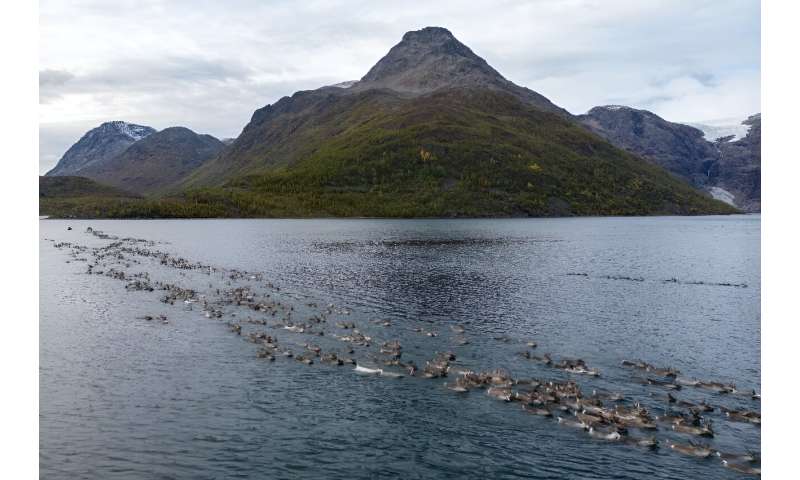 Hundreds of the animals launched into the water and projected themselves across in lines