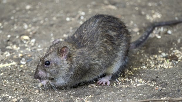 ‘I can’t believe this is actually a thing,’ says man offering rat tours of New York City