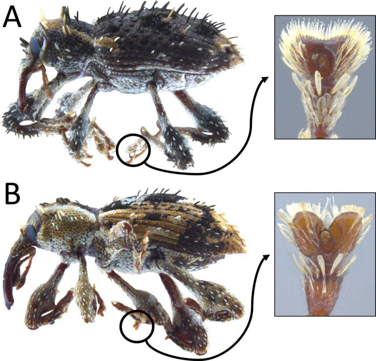 Scientists Discover New Species of Weevils in Japan’s Pristine Subtropical Forests