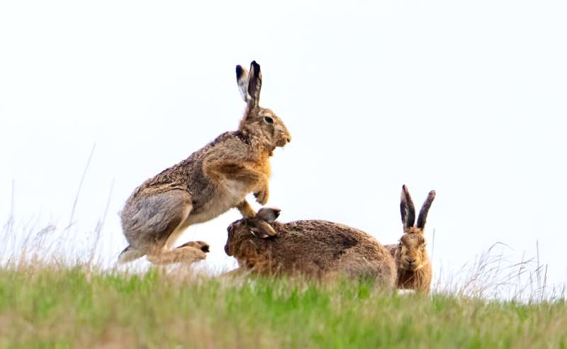 With an annual seven litters of an average five offspring for each, and sexual maturuity from just 3-4 months, rabbit numbers sp