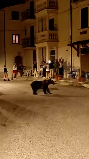 Bear slaughter horror: Mother bear who charmed tourists as she wandered through Italian town with her cubs is found shot dead hours later, sparking outcry