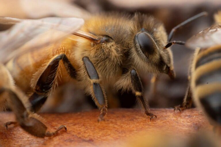 Researchers Discover That Bees Can Make Decisions Better and Faster Than We Do