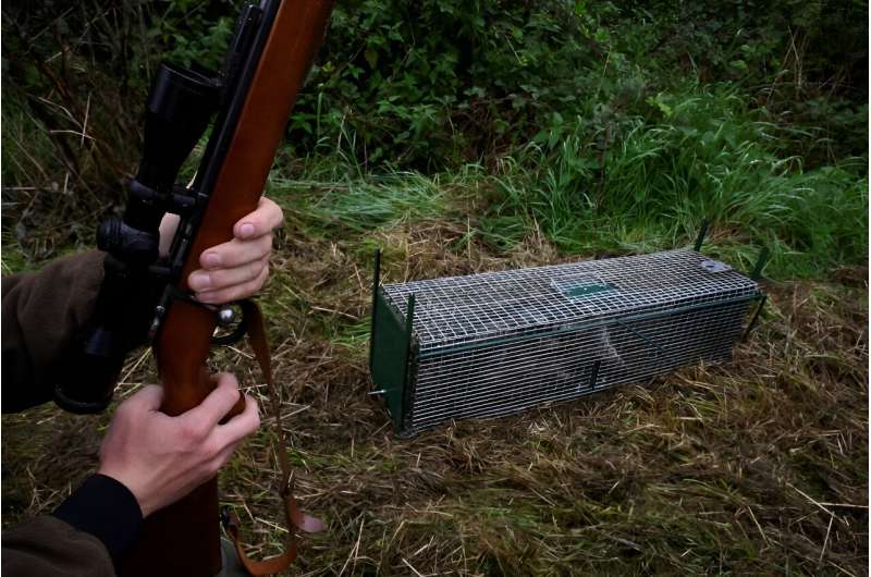 Belgium is struggling to control the spread of racoons, an invasive species originally from North America